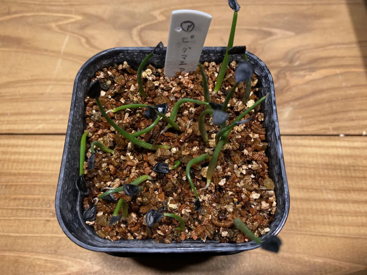 Agave seemanniana Pygmaea (アガベ ピグマエア)