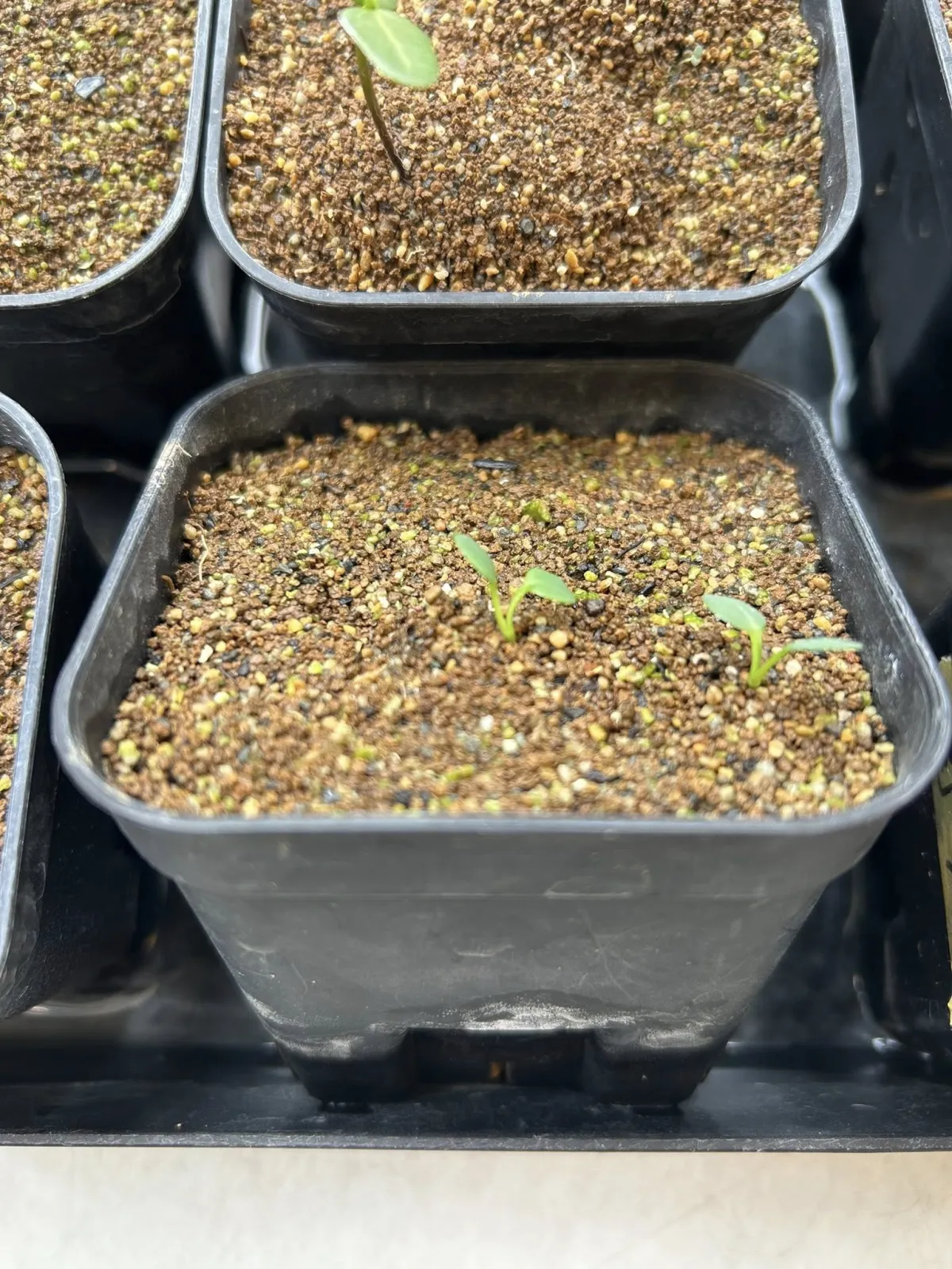 Euphorbia primulifolia (ユーフォルビア プリムリフォリア)