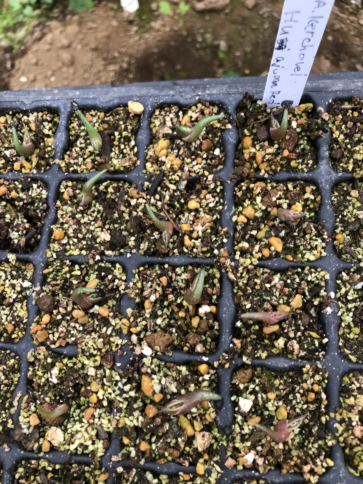 Agave kerchovei (アガベ ワフアパンレッド)
