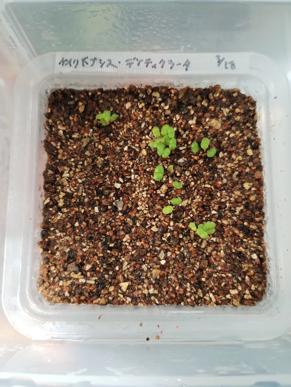 Cheiridopsis denticulata (ケイリドプシス デンティクラータ)