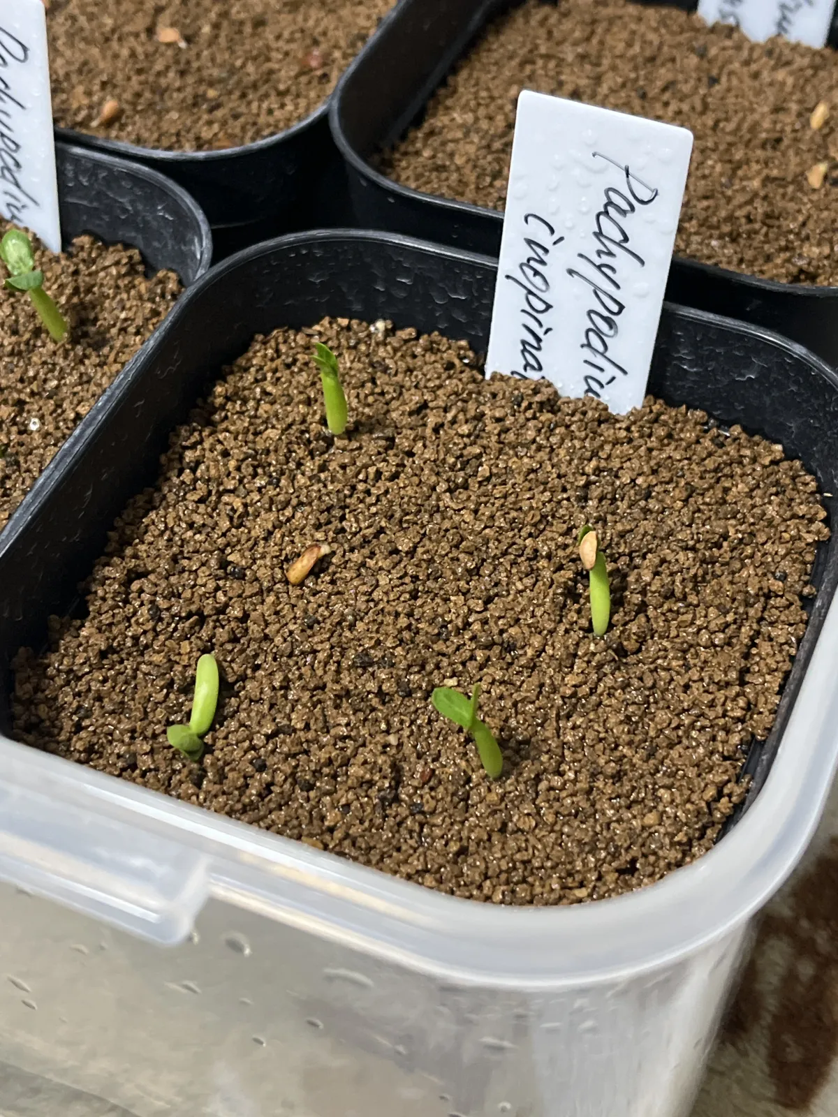 Pachypodium rosulatum var. inopinatum (パキポディウム イノピナツム)