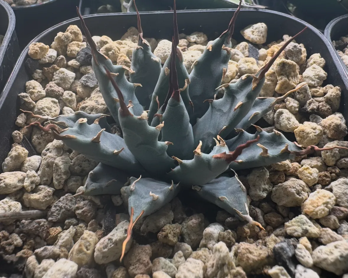 Agave utahensis nevadensis (アガベ ネヴァデンシス)