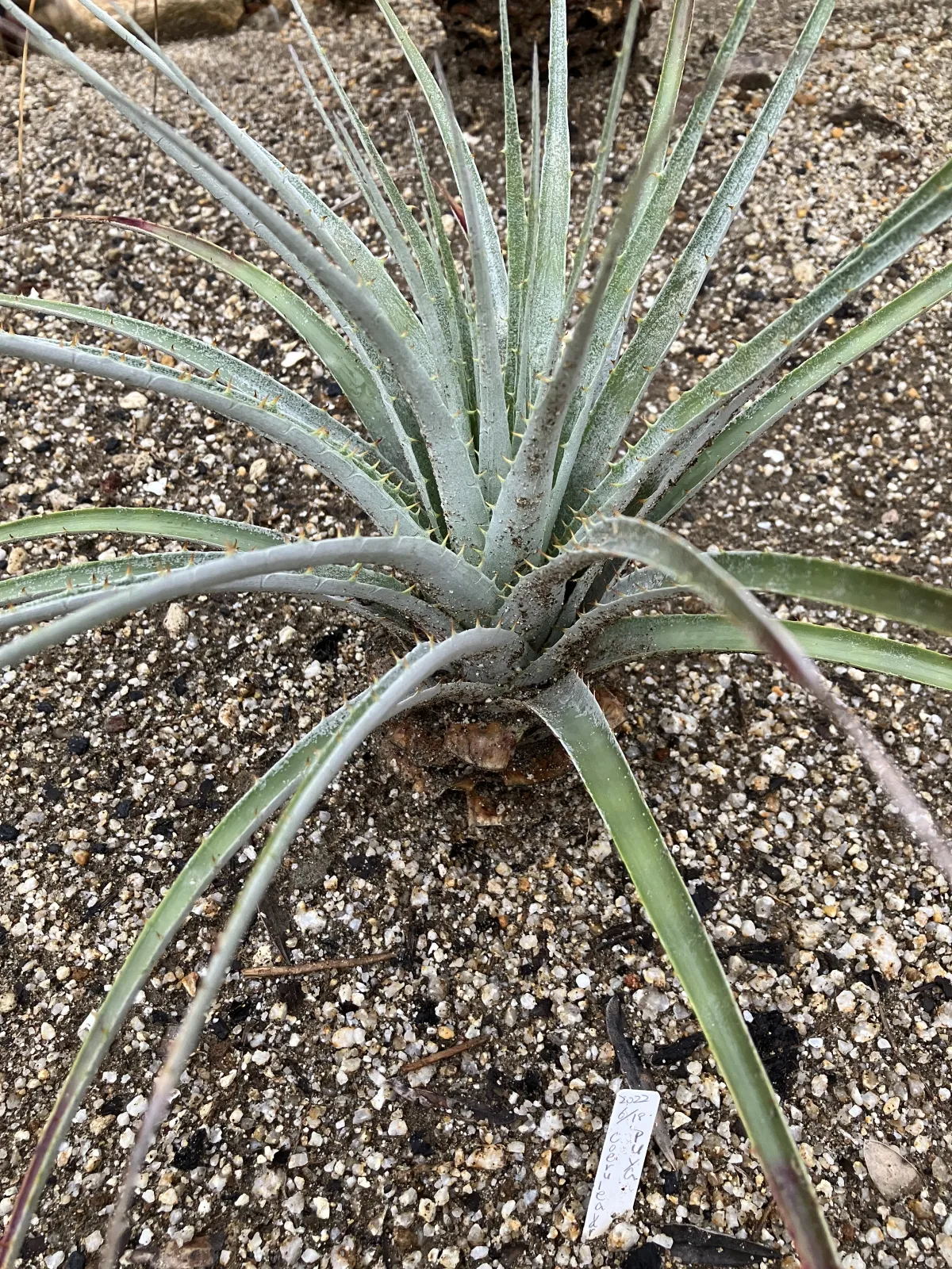 Puya coerulea var. coerulea (プヤ セルーレア)