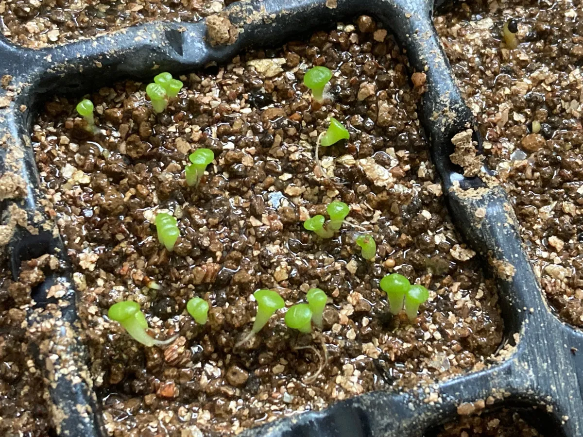 Lithops Mix Seeds (リトープス ミックス)