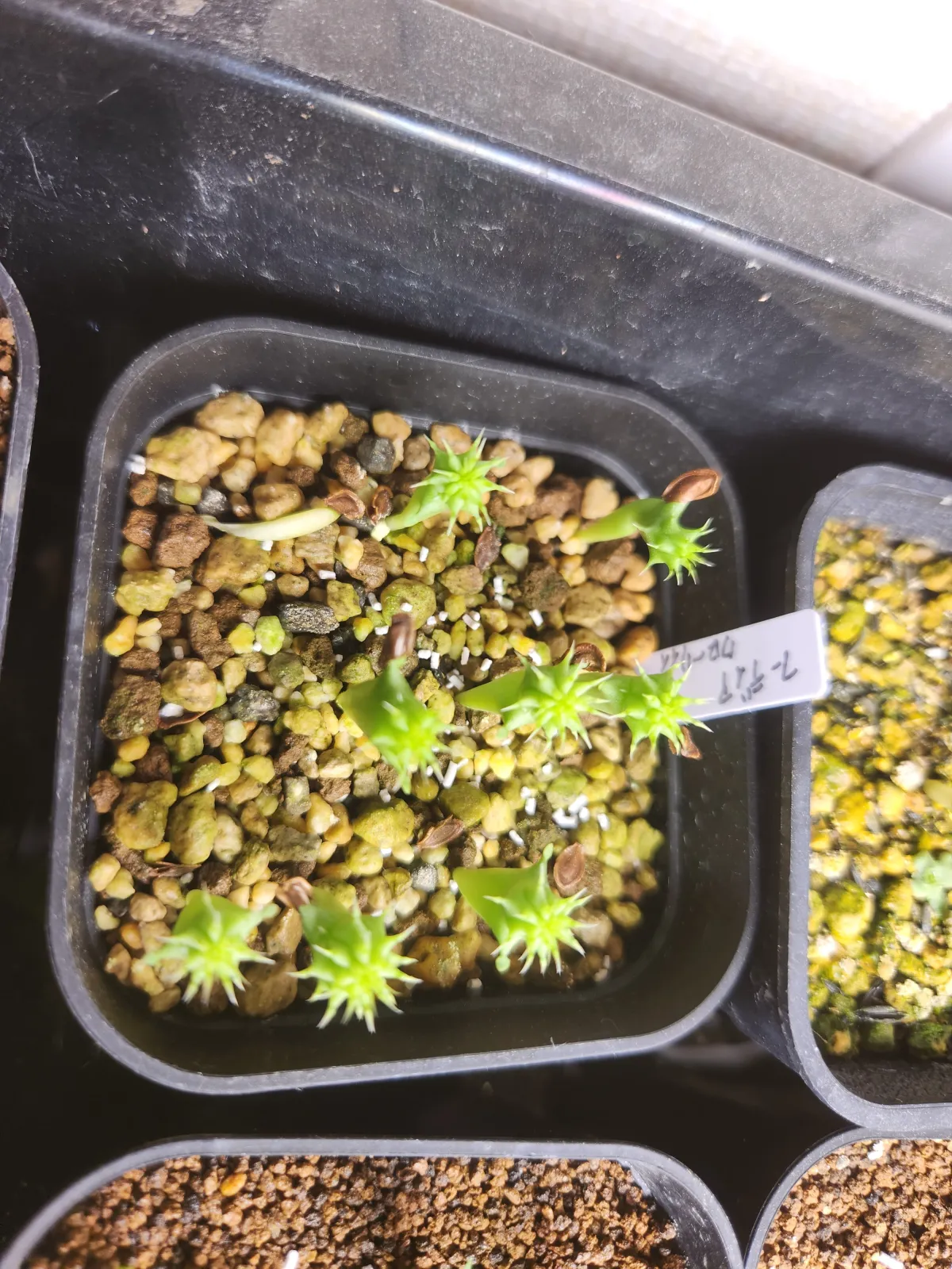 Hoodia curroii ssp. lugardii (フーディア ルガルディ)