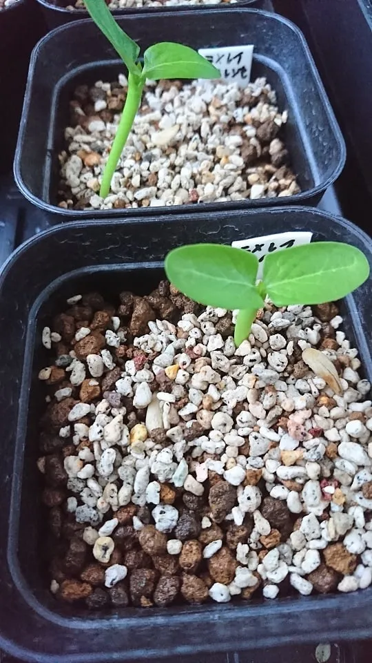 Pachypodium lamerei Fiherense (パキポディウム フィヘレンセ)