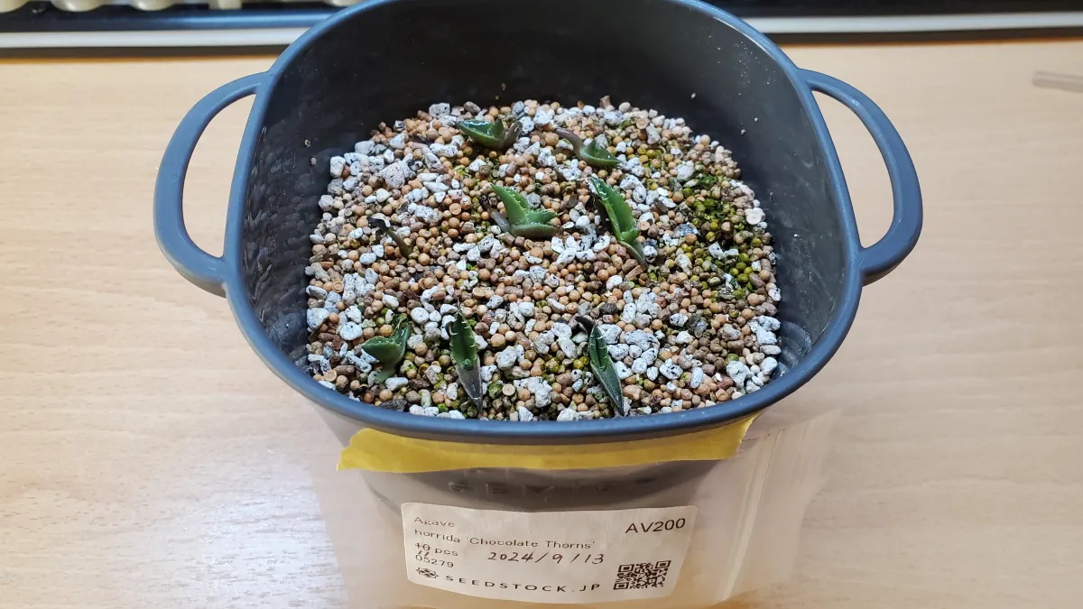 Agave horrida Chocolate Thorns (アガベ ホリダ チョコレートソーン)