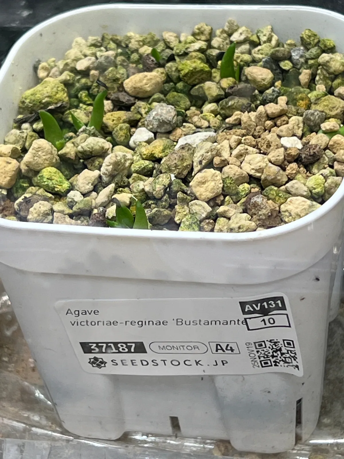 Agave victoriae-reginae (アガベ バスタマンテ)