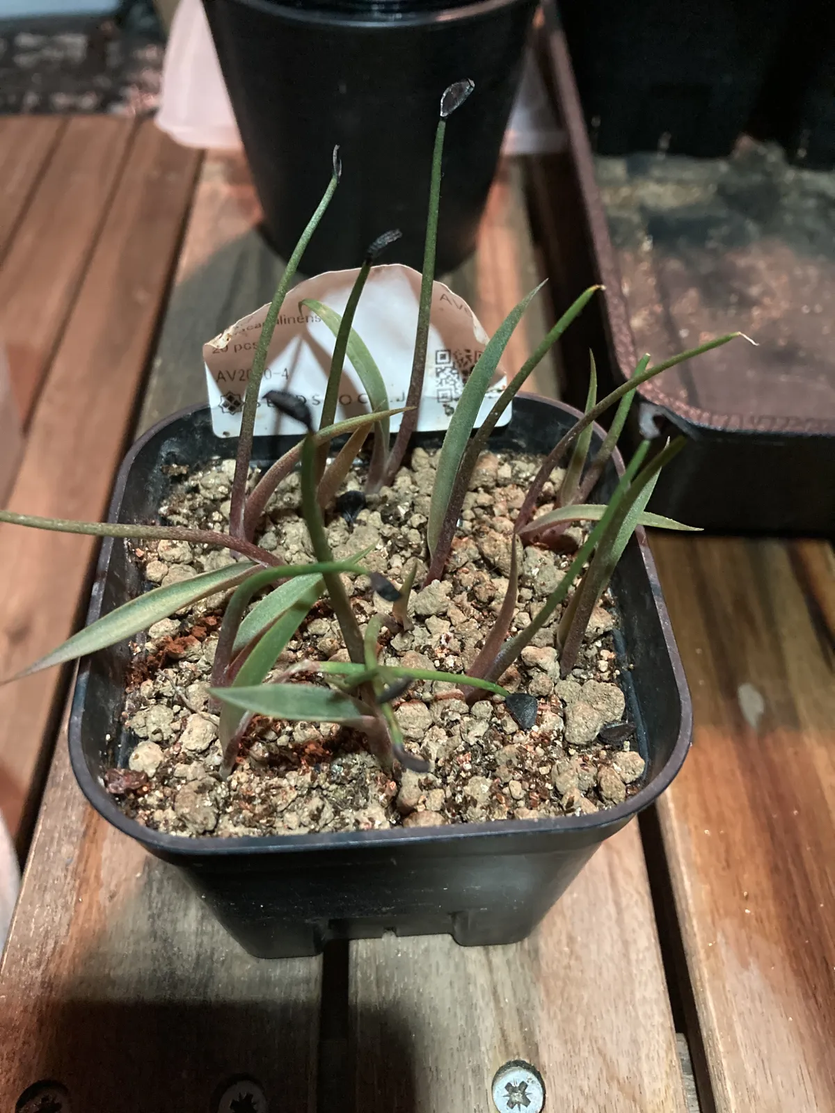 Agave temacapulinensis (アガベ テマカプリネンシス)