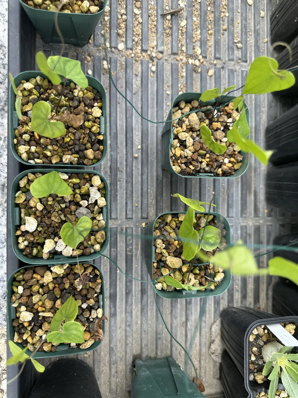 Dioscorea sylvatica (ディオスコレア シルバティカ)