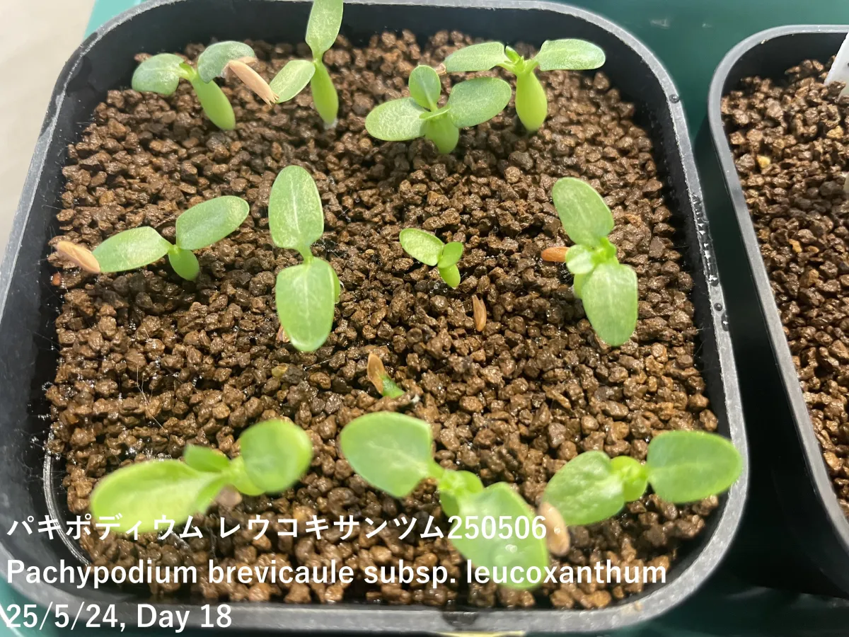 Pachypodium brevicaule subsp. leucoxanthum (パキポディウム レウコキサンツム)