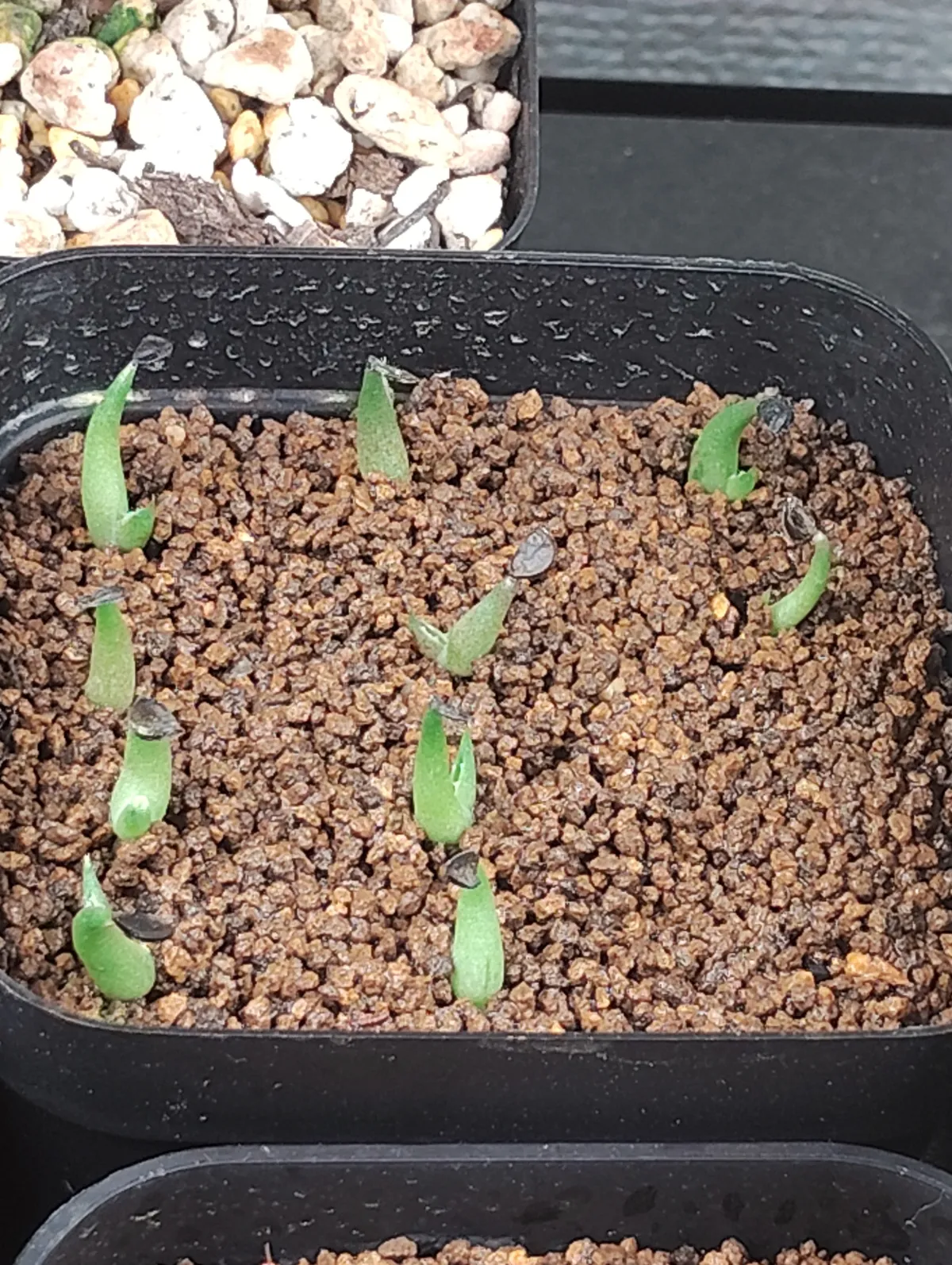 Agave horrida Chocolate Thorns (アガベ ホリダ チョコレートソーン)