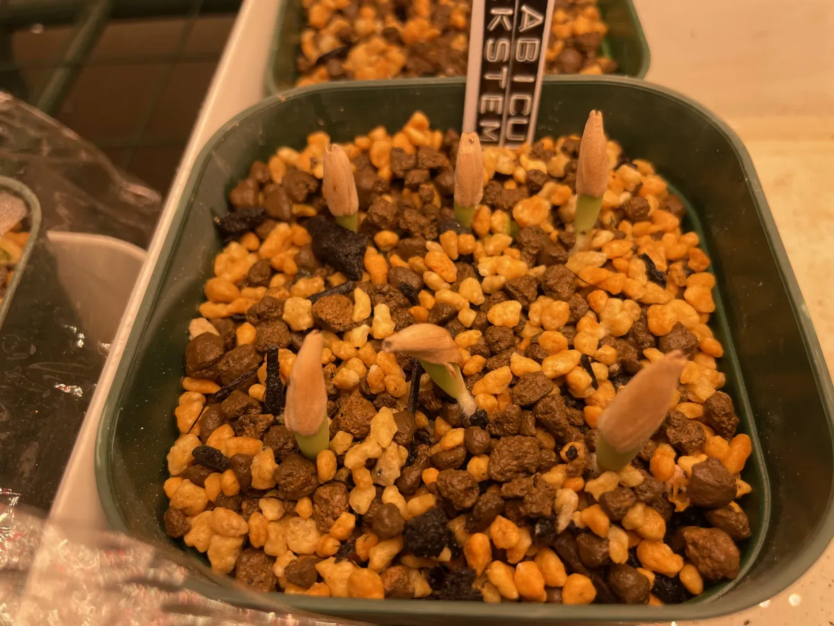 Adenium arabicum Black stem (アデニウム アラビカム ブラックステム)