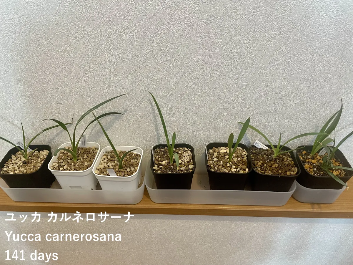 Yucca carnerosana (ユッカ カルネロサーナ)