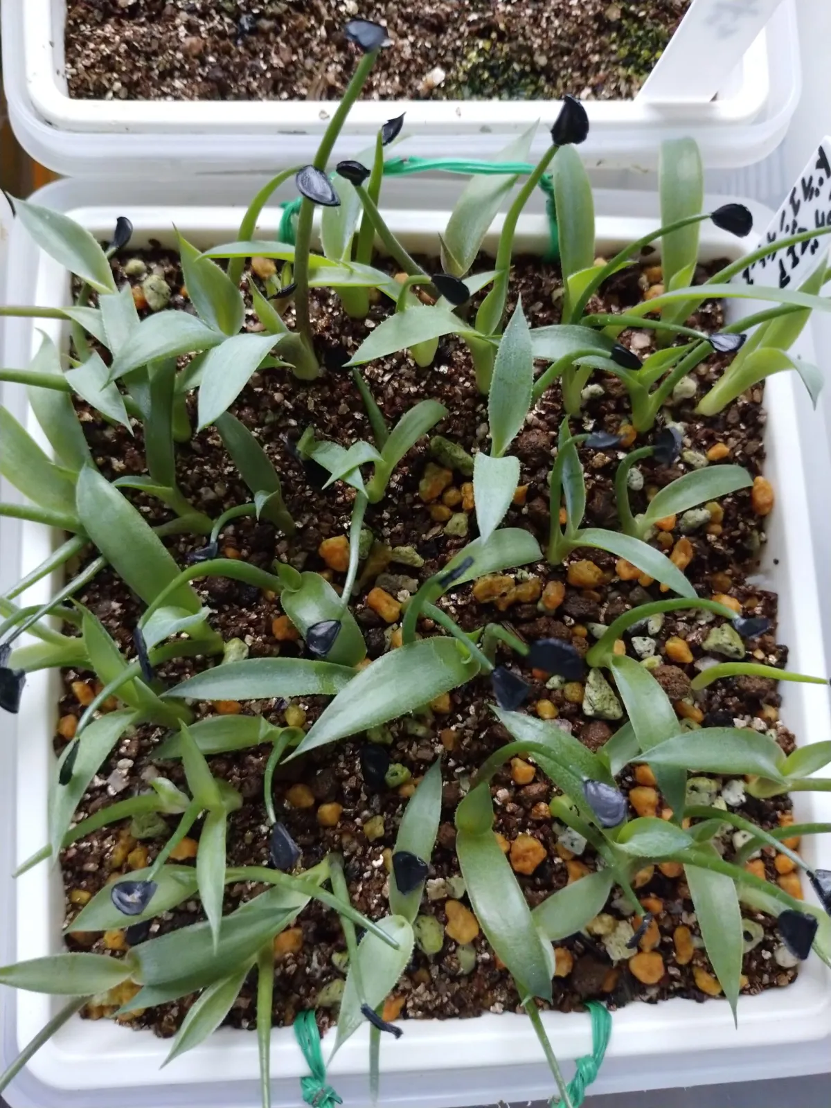 Agave seemanniana Pygmaea (アガベ ピグマエア)