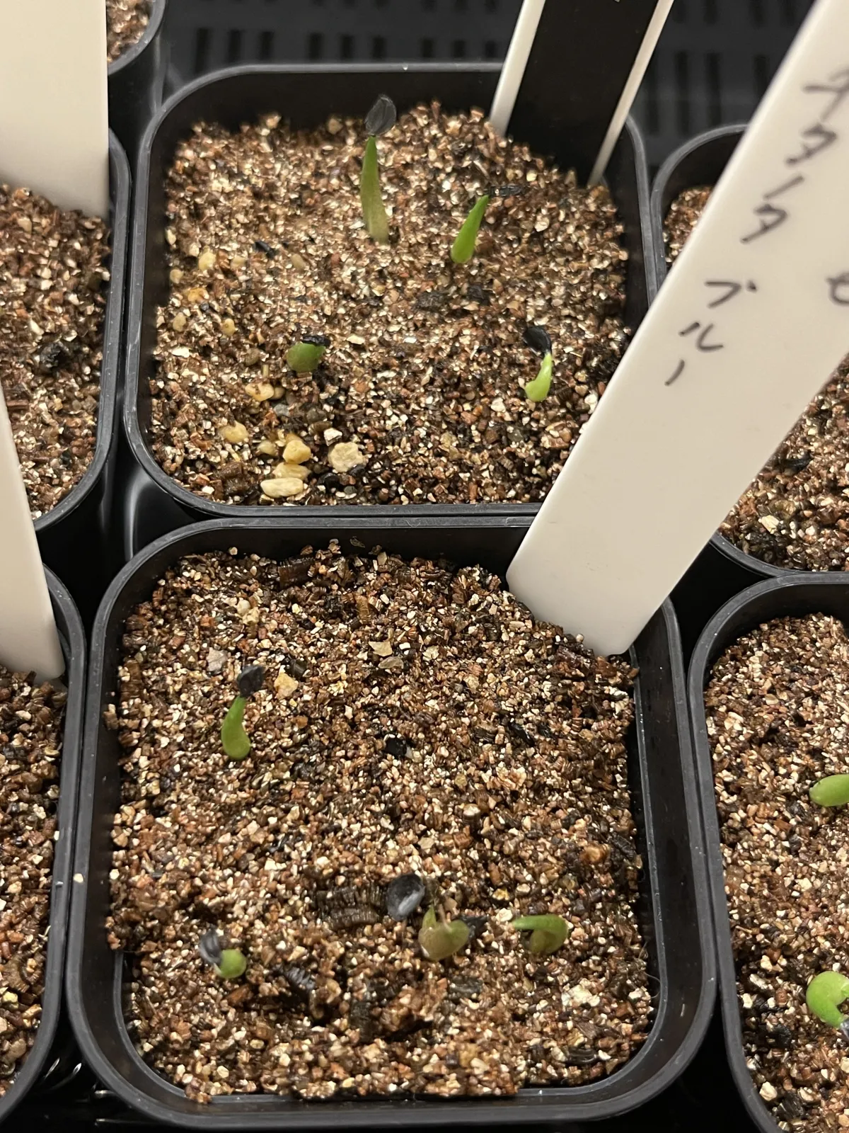 Agave titanota Blue Lot. (アガベ チタノタブルー)