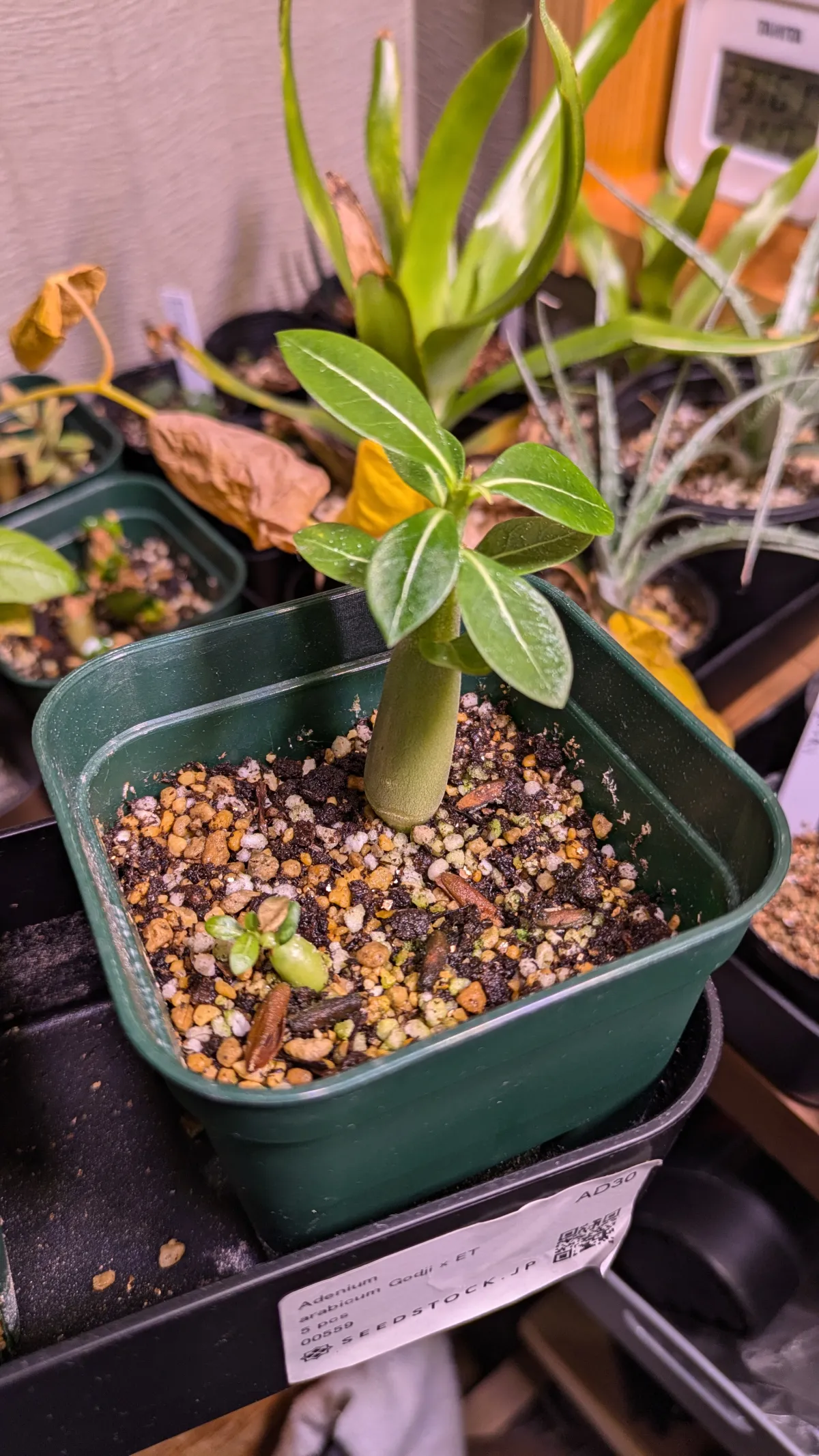 x ET Adenium arabicum Godji x ET (アデニウム ゴッジ)