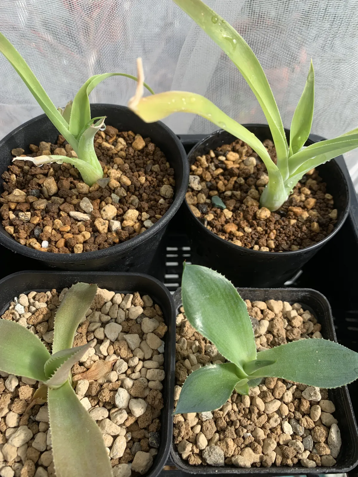 Agave attenuata (アガベ アテナータ)