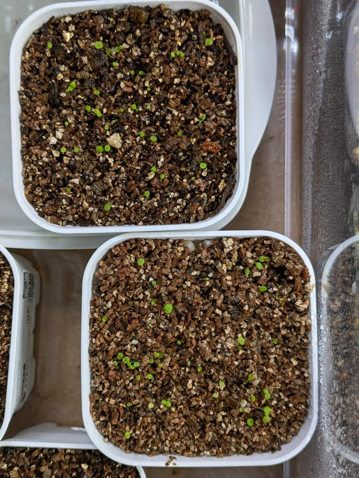 Lithops Mix Seeds (リトープス ミックス)