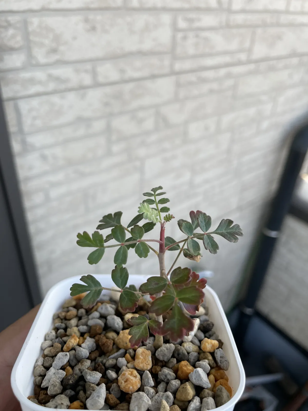 Pachycormus discolor (パキコルムス ディスカラー)