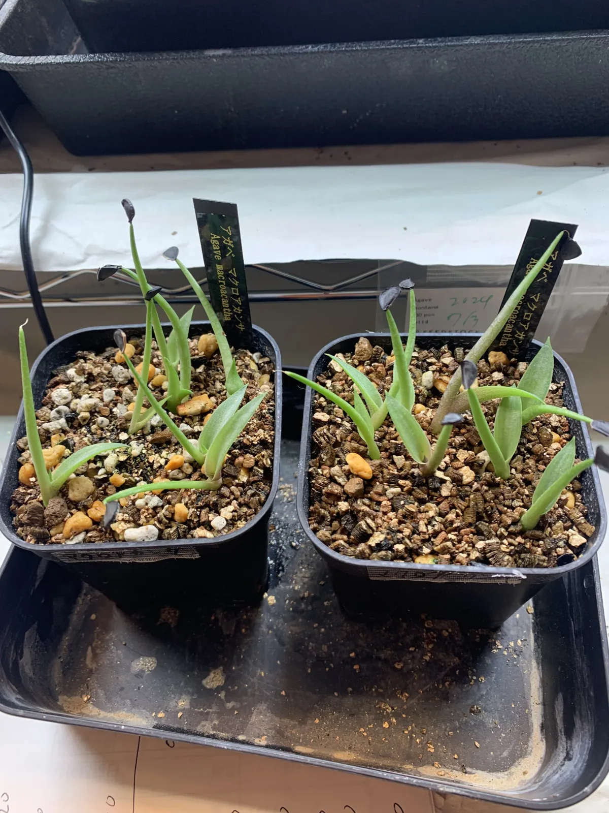 Agave macroacantha (アガベ マクロアカンサ)