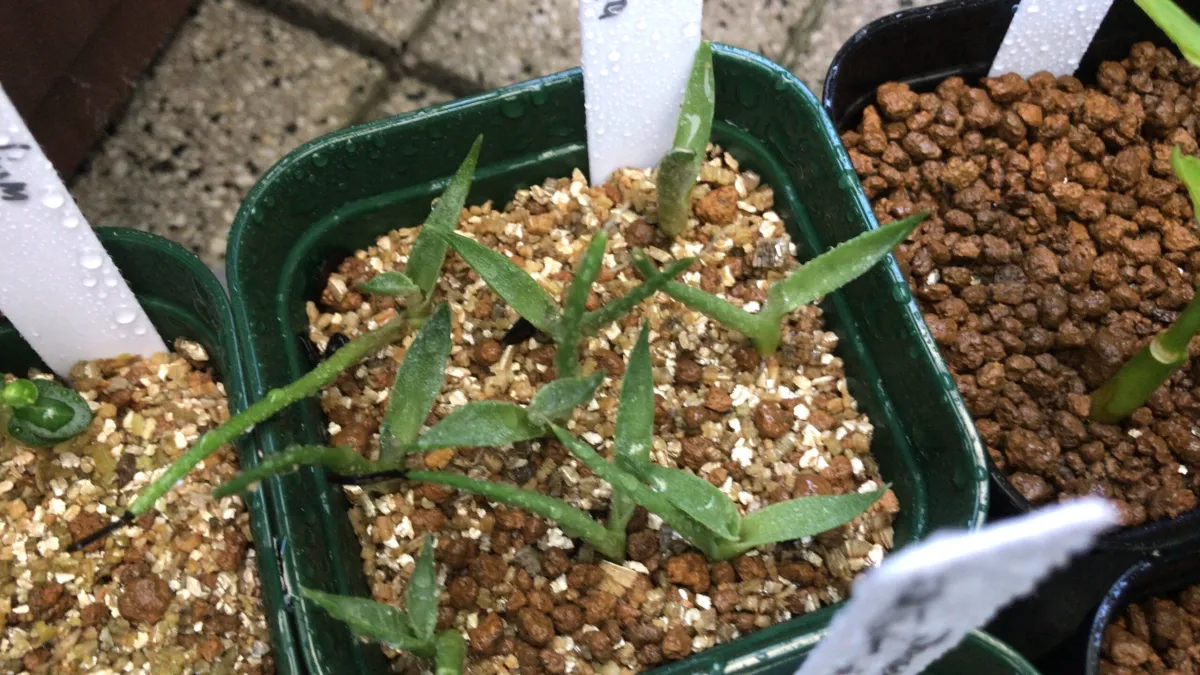 Agave applanata (アガベ アプラナータ)