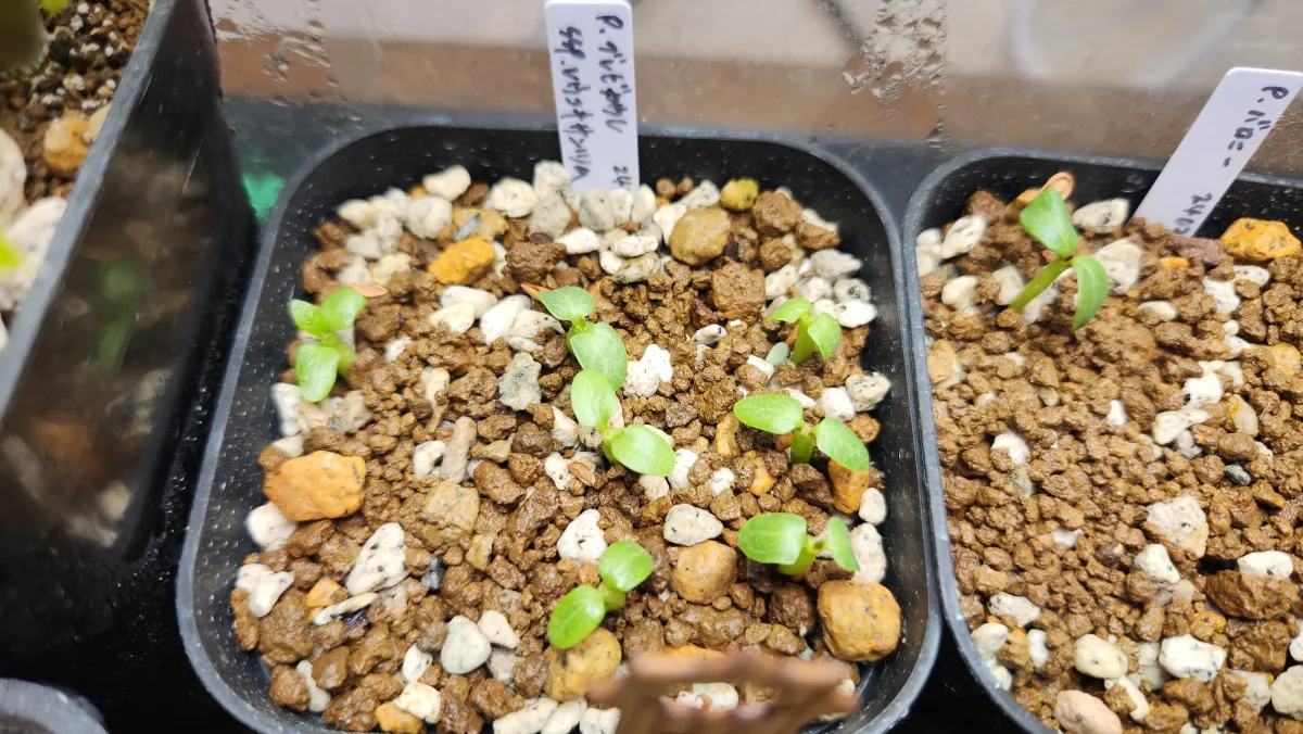 Pachypodium brevicaule subsp. leucoxanthum (パキポディウム レウコキサンツム)