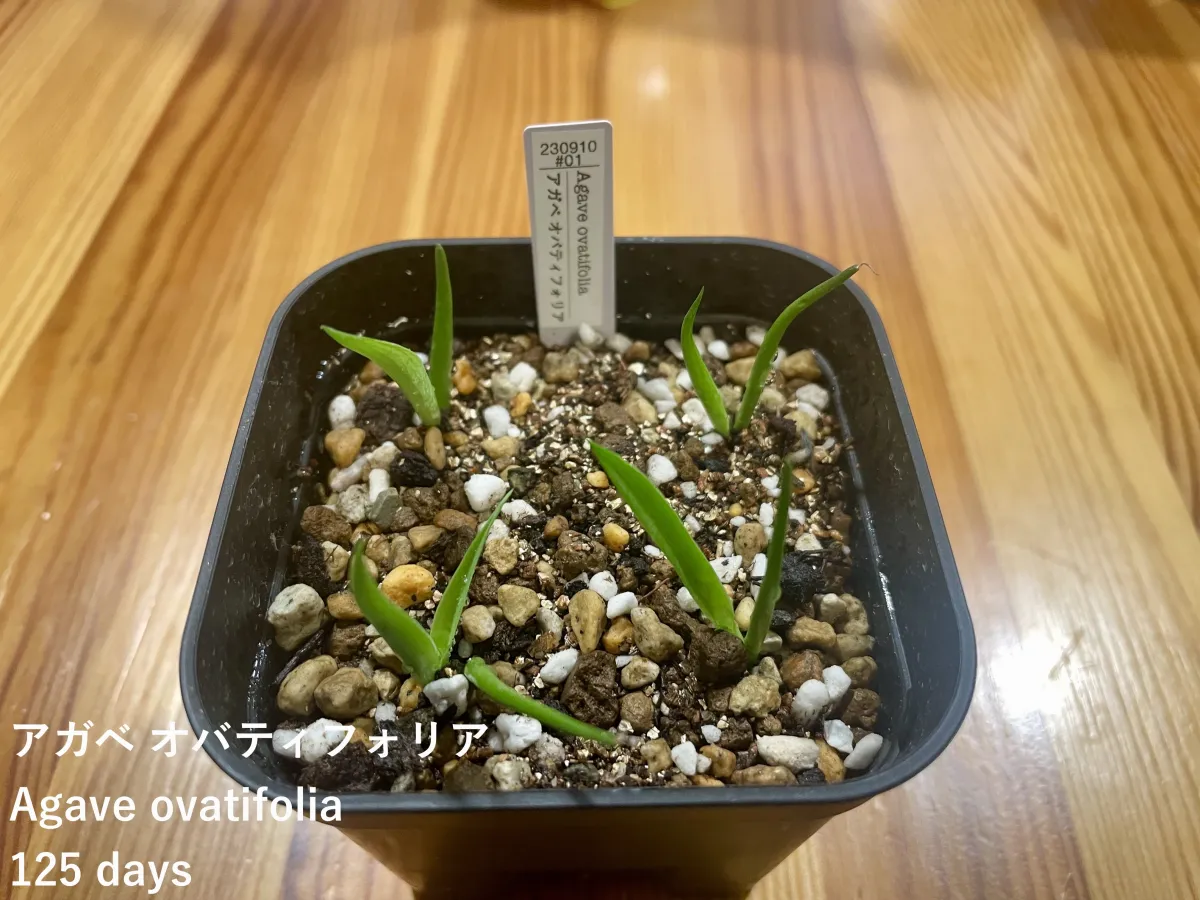 Agave ovatifolia (アガベ オバティフォリア)