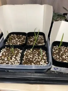 Yucca rostrata (ユッカ ロストラータ)