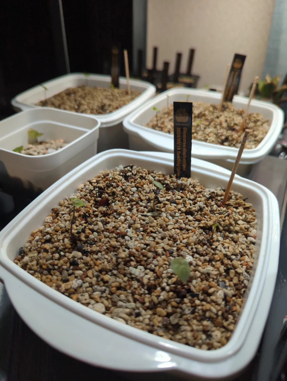 Dioscorea elephantipes (ディオスコレア エレファンティペス)