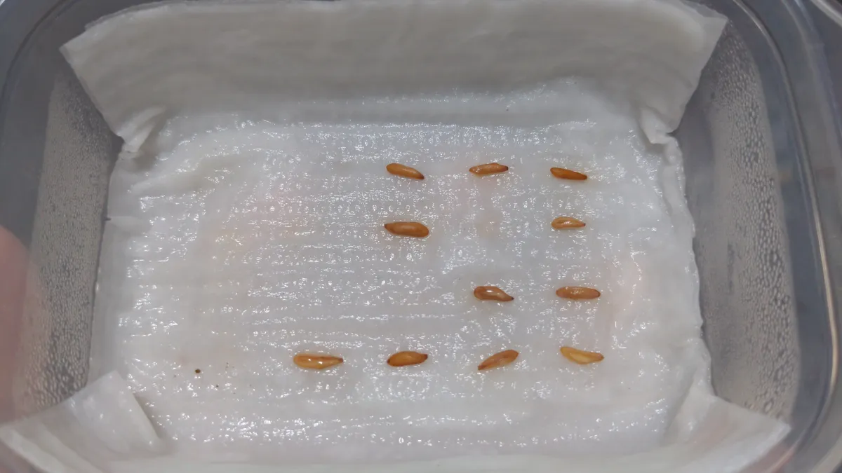 Pachypodium rosulatum var. gracilius ([無料種子] 発芽難 パキポディウム グラキリス　)