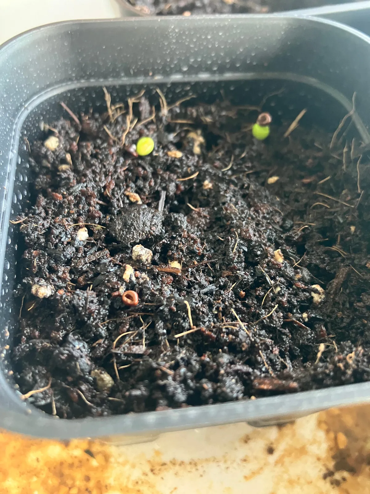 Astrophytum Super Kabuto (アストロフィツム スーパーカブト)