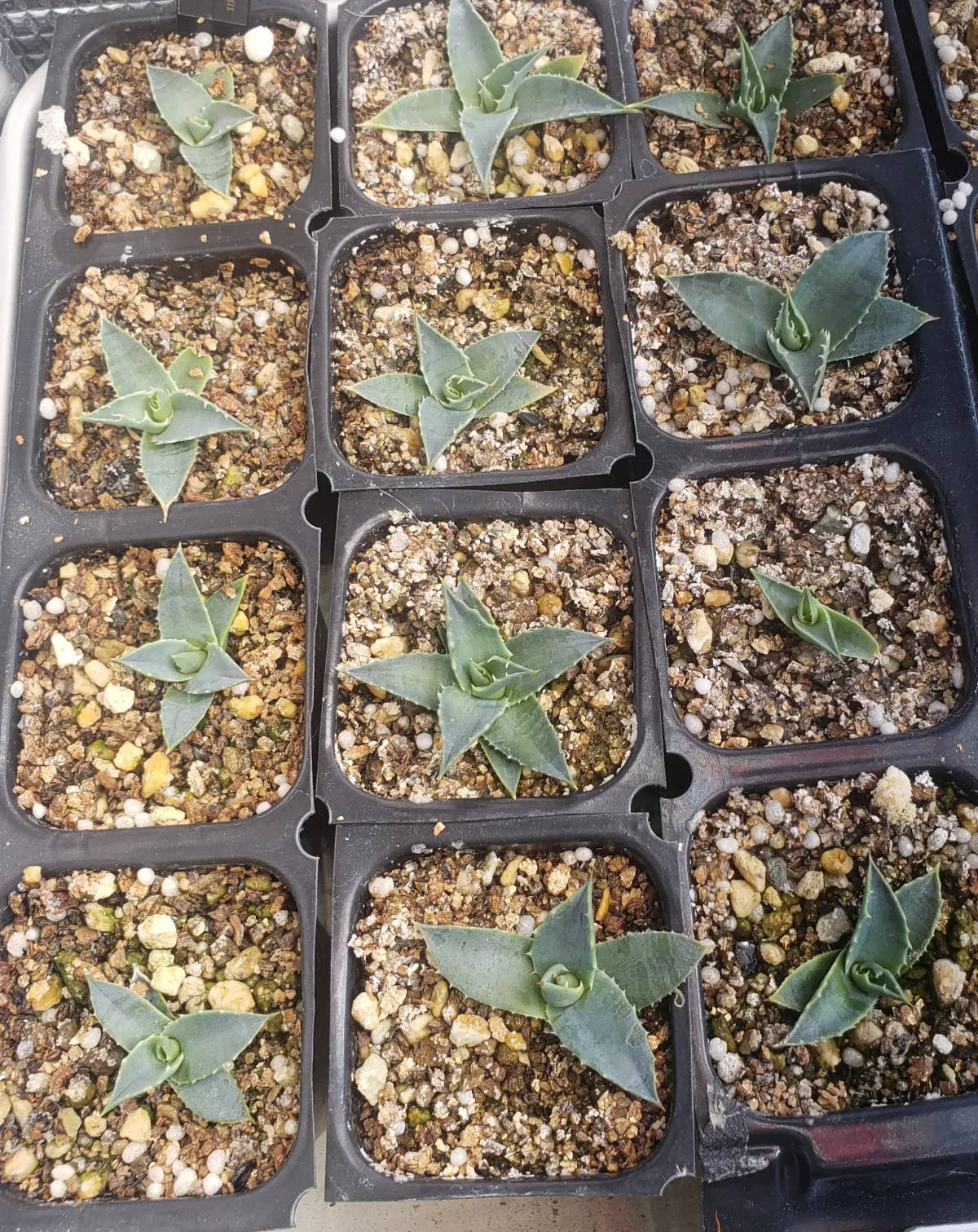 Agave utahensis v. nevadensis Compacta (アガベ ネバデンシス コンパクタ)