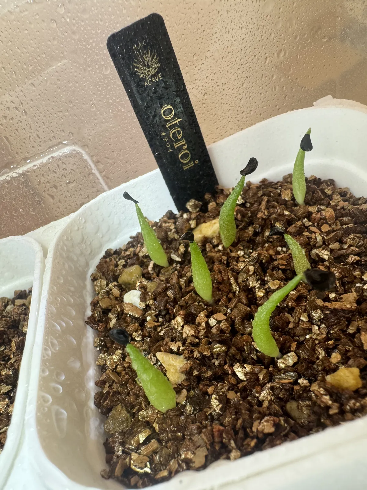 Agave oteroi Lot. (アガベ オテロイ)