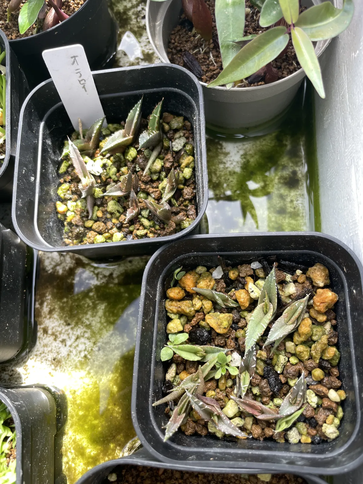 Agave oteroi Lot. (アガベ オテロイ)