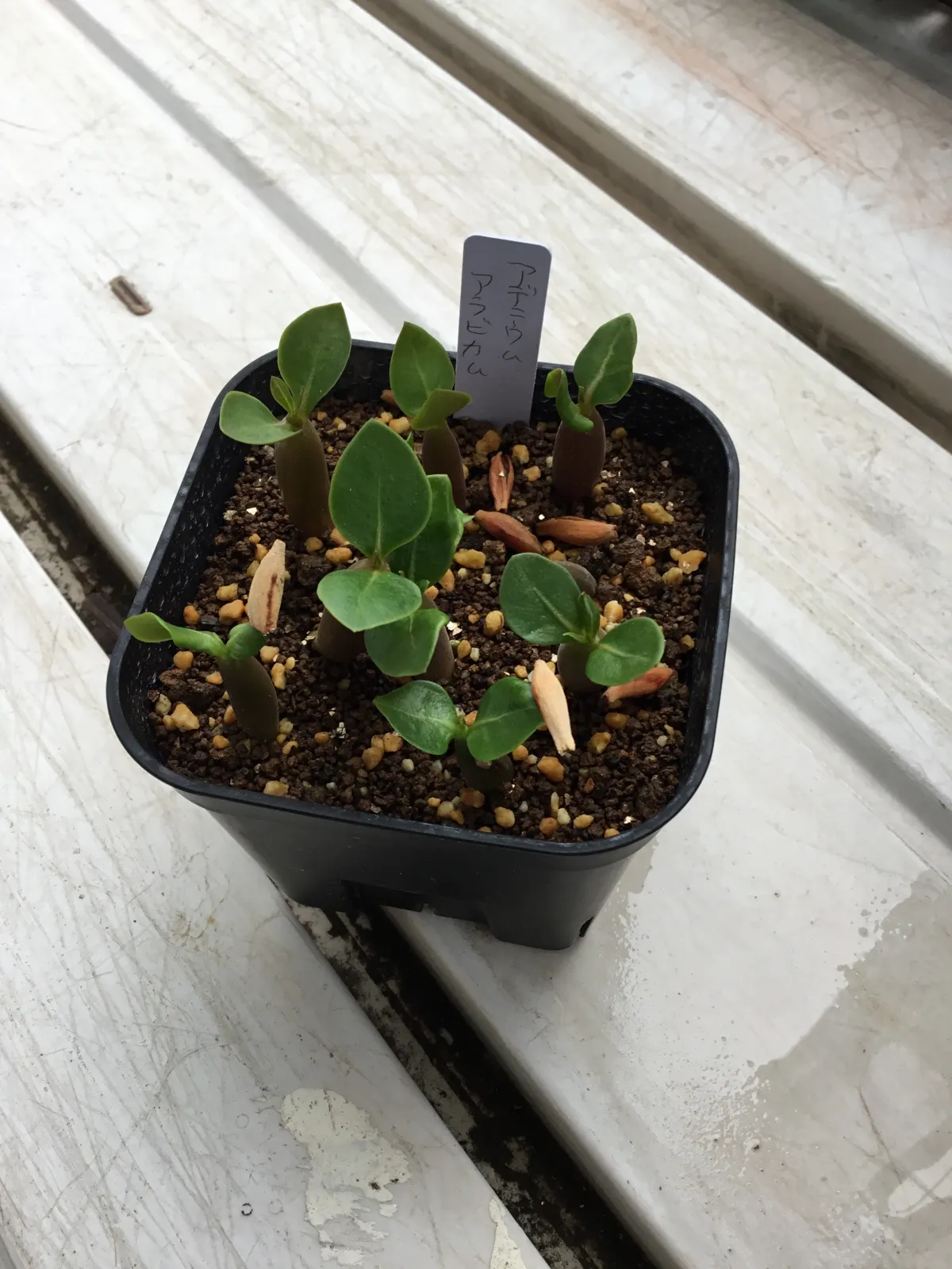 YLB Adenium arabicum Yak Lop Buri (アデニウム アラビカム)