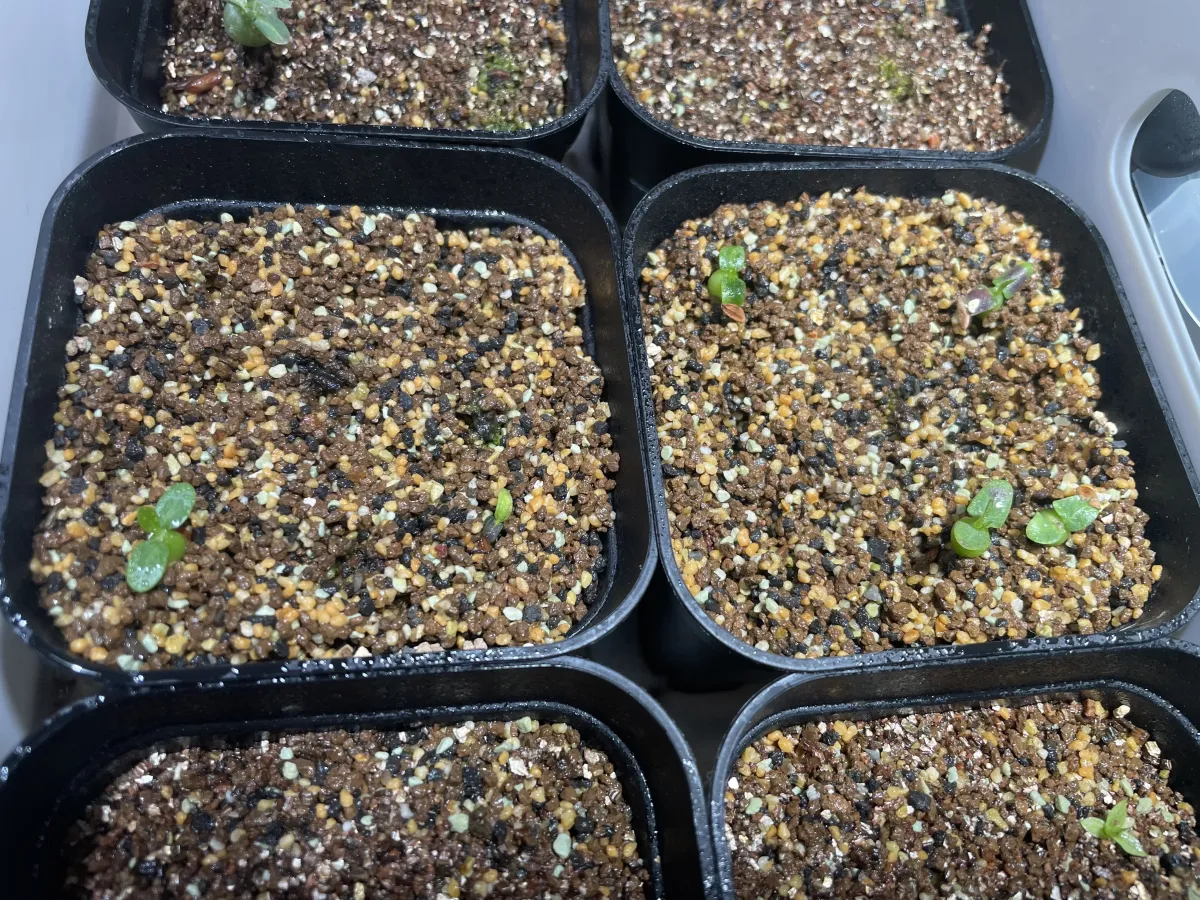Pachypodium brevicaule subsp. leucoxanthum (パキポディウム レウコキサンツム)