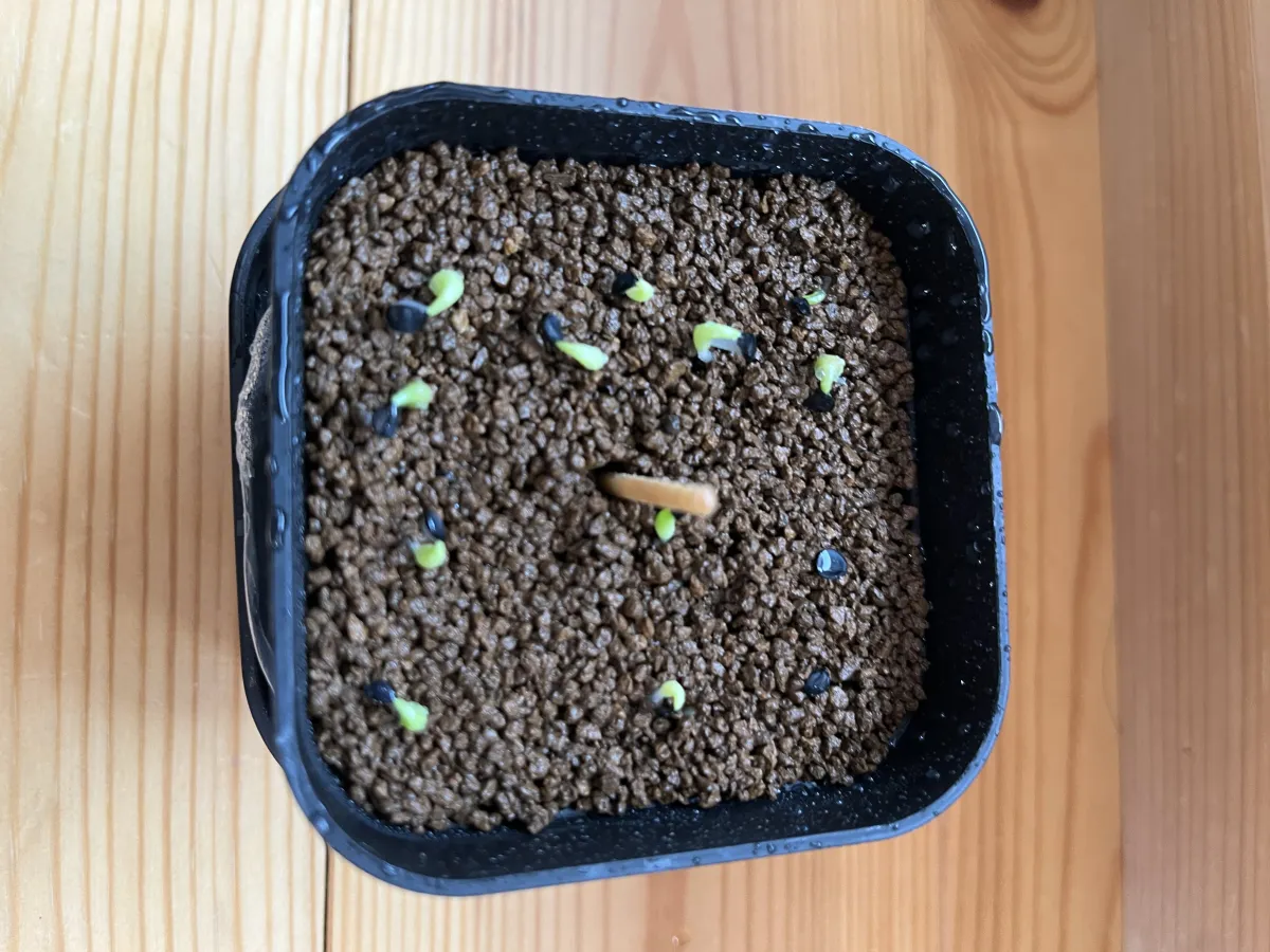 Agave oteroi Lot. (アガベ オテロイ)