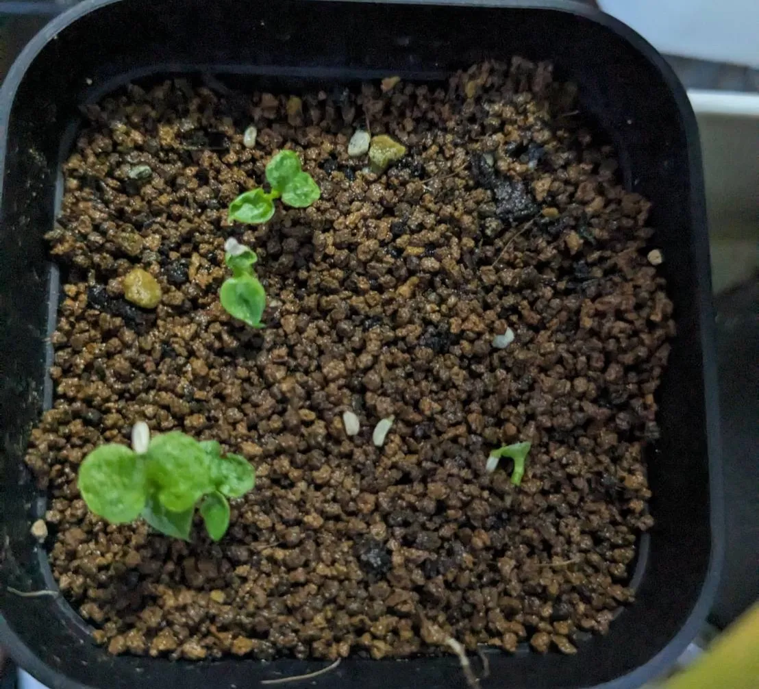 Philodendron bipinnatifidum (フィロデンドロン ビピンナティフィダム)