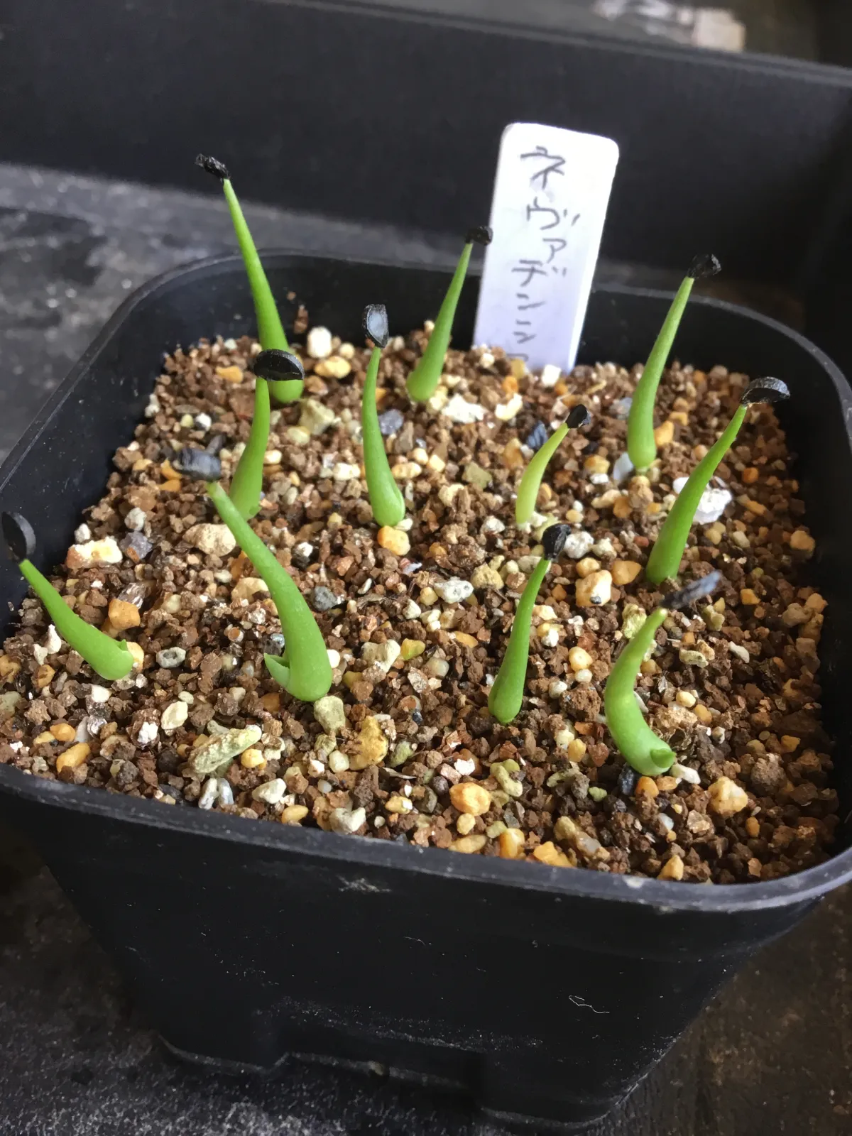 Agave utahensis nevadensis (アガベ ネヴァデンシス)
