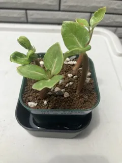 PNW Adenium arabicum phet na wang (アデニウム アラビカム)