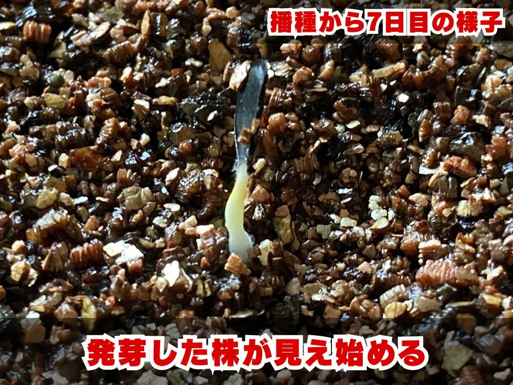 Agave colorata (アガベ コロラータ)