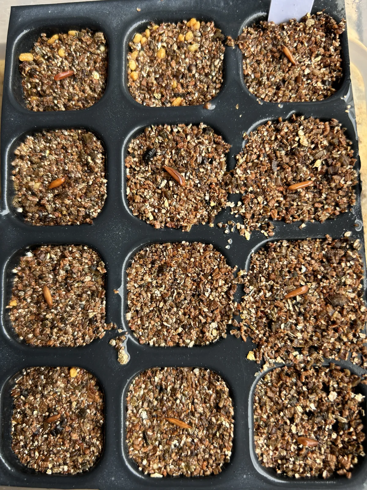 Pachypodium rosulatum var. gracilius ([無料種子] 発芽難 パキポディウム グラキリス　)
