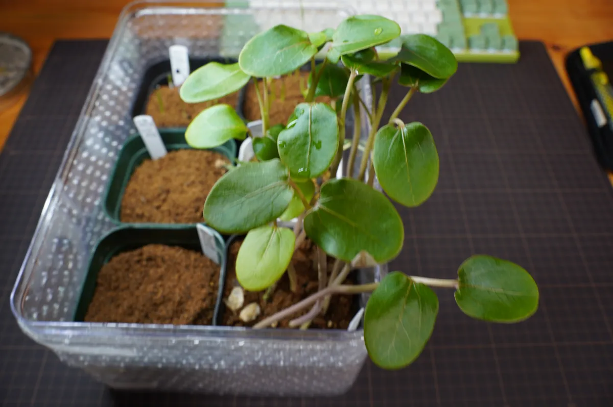Jatropha podagrica red (ヤトロファ ポダグリカ レッド)