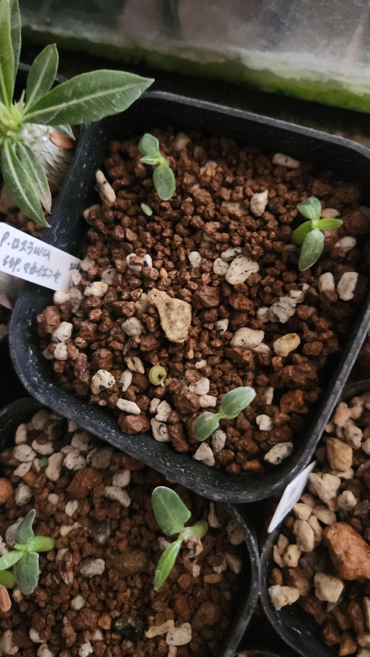 Pachypodium rosulatum ssp. makayense (パキポディウム マカイエンセ)