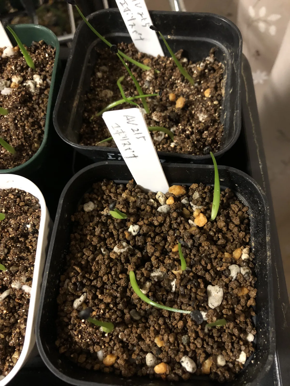 Agave utahensis var. eborispina (アガベ エボリスピナ ヘイフォード)