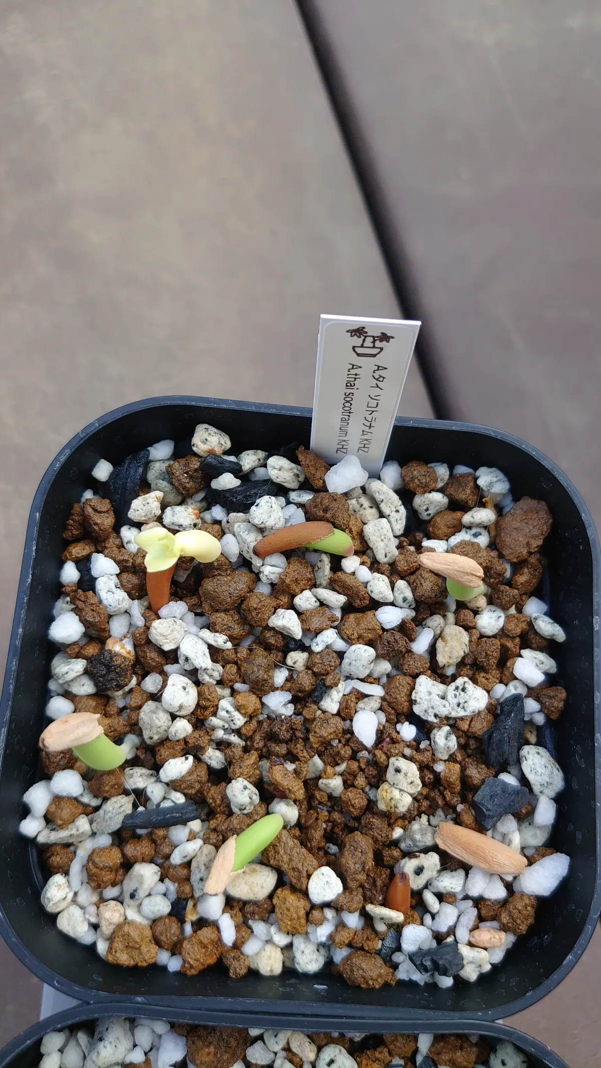 KHZ Adenium thai socotranum KHZ (アデニウム タイ ソコトラナム)