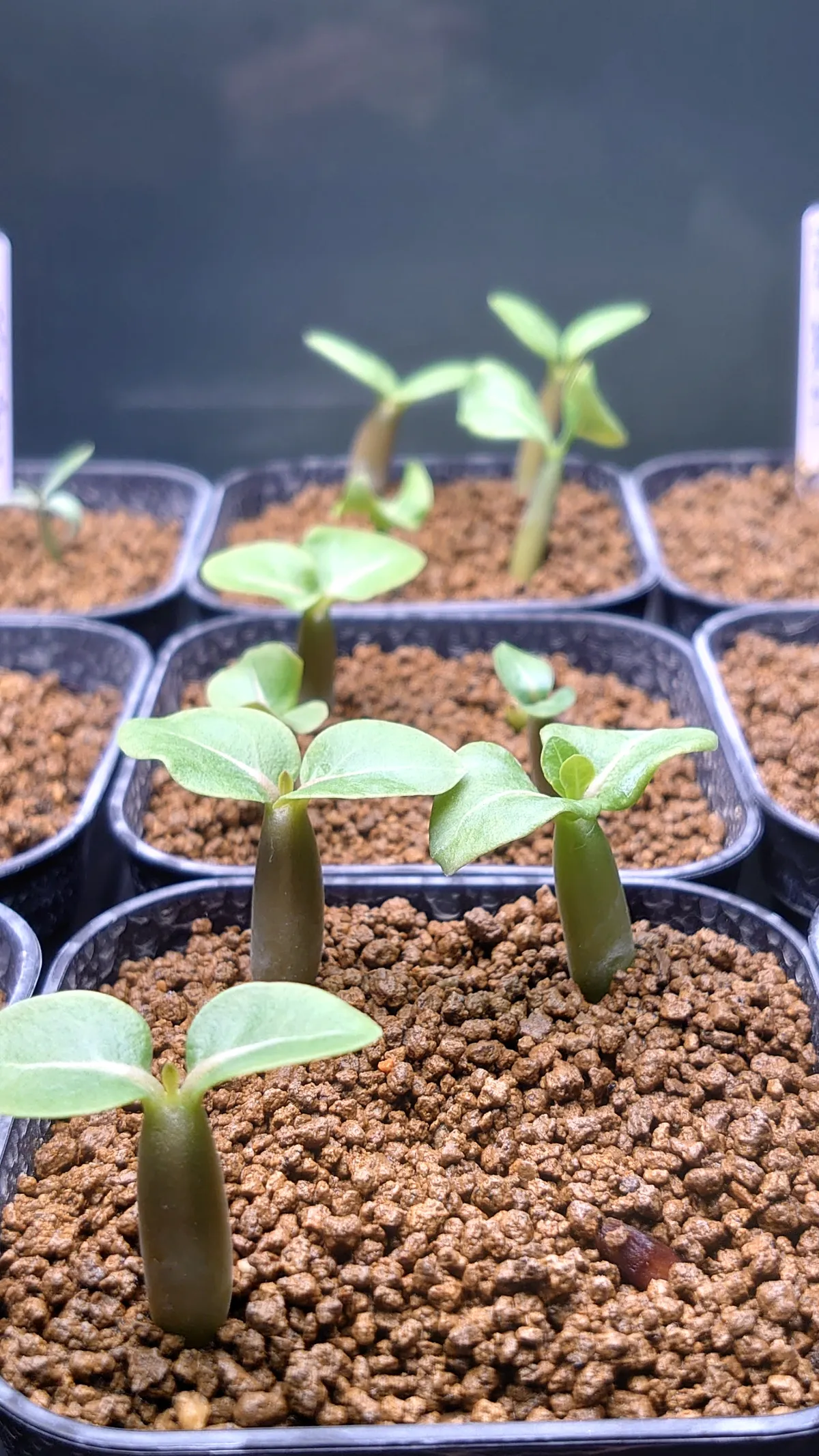 YSB Adenium arabicum Yak Sing Buri (アデニウム アラビカム)