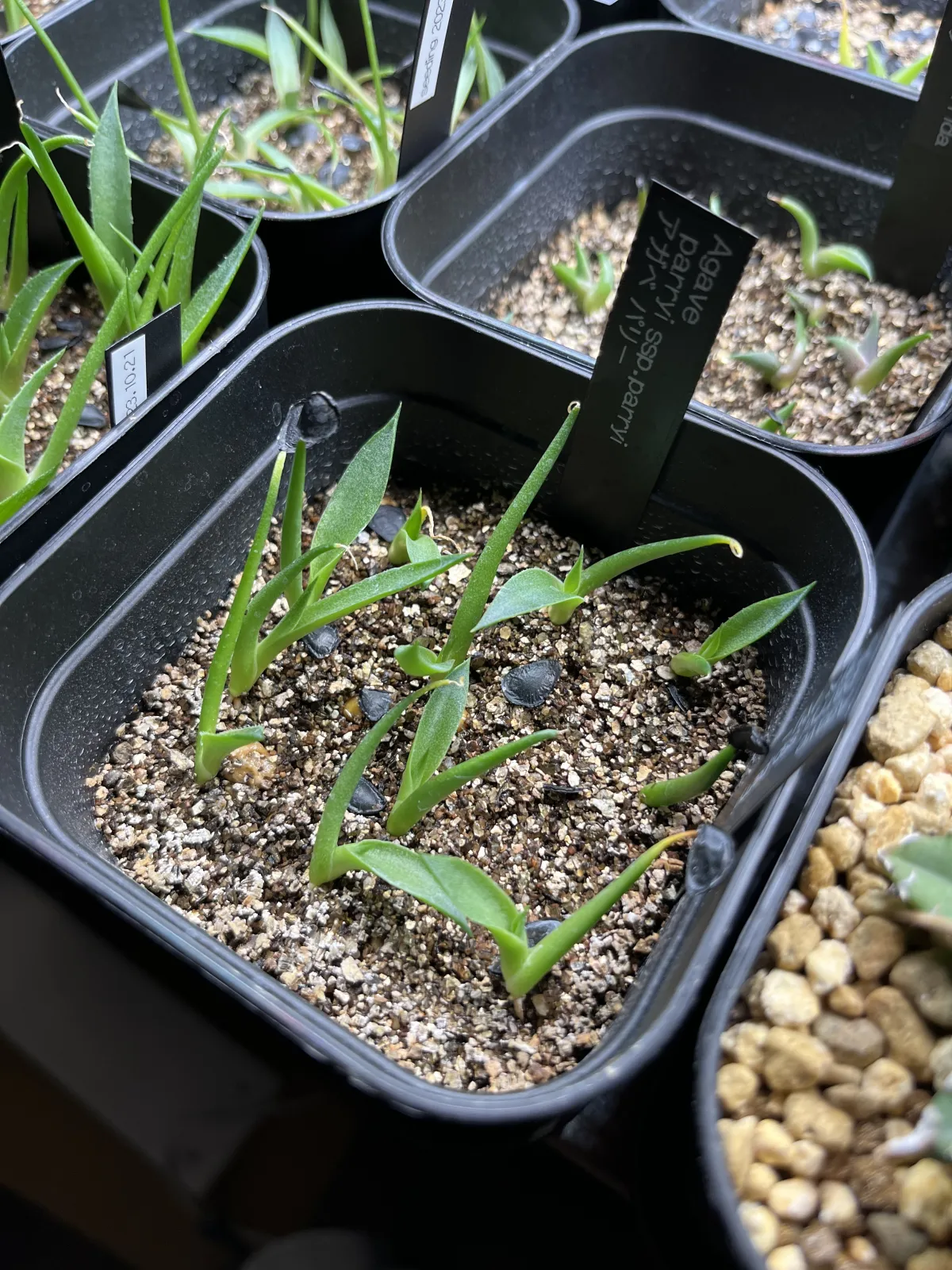 Agave parryi ssp. parryi (アガベ パリー)