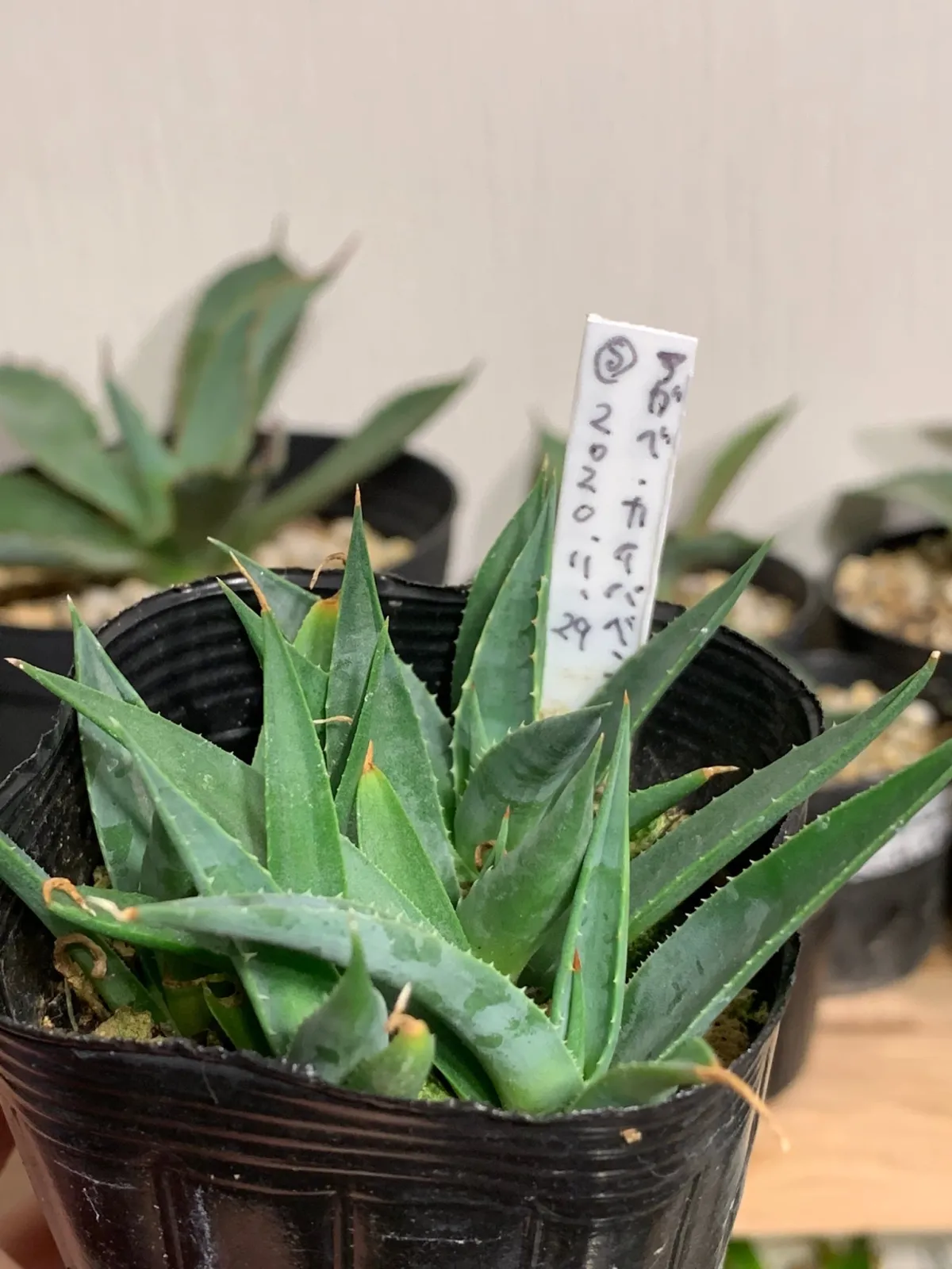 Agave utahensis kaibabensis (アガベ カイバベンシス)
